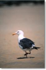 Shorebird on the beach, Sarasota, Florida.